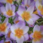 USA- Washington State- Seabeck. Crocus blossoms in spring. Art Print